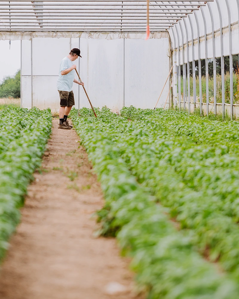 Farmer caring for basil on own farm